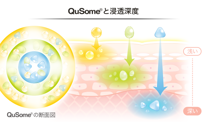 QuSomeの断面図