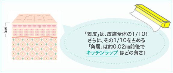 肌の表面である「表皮」は、約0.2mm前後でキッチンラップほどの薄さ！