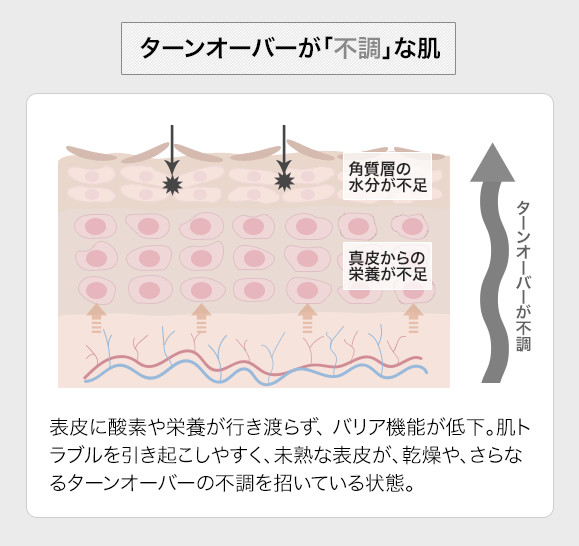 美肌のポイントはターンオーバー。肌は生まれ変わるからキレイになれる！ 