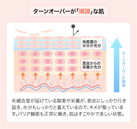 美肌のポイントはターンオーバー。肌は生まれ変わるからキレイになれる！ 