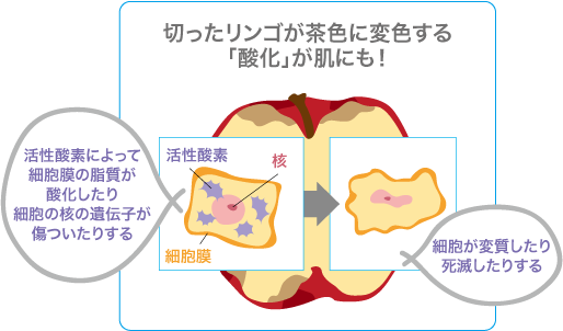 切ったリンゴが茶色く変色する「酸化」が肌にも！