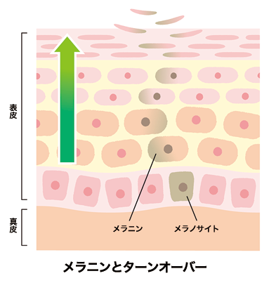 メラニンとターンオーバー