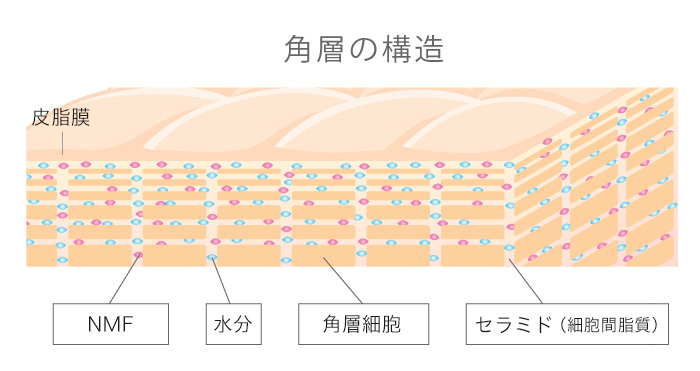 角層の構造