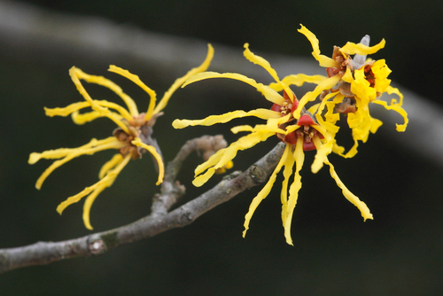 ウィッチ・ヘーゼルの花。黄色い「トゲ」のような形状が印象的です。