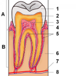 A-歯冠 1-エナメル質　2-象牙質　3-歯髄　4-歯肉 B-歯根 5-セメント質　6-骨　7-血管　8-神経