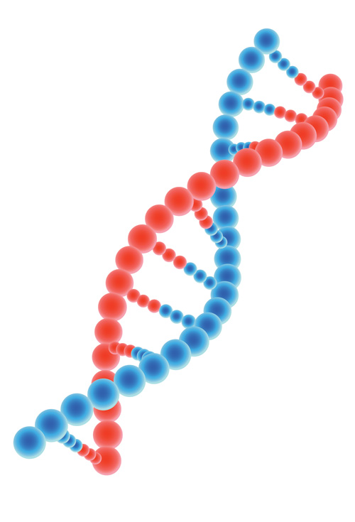 遺伝子レベルでアンチエイジング！テロメアを伸ばす生活習慣とサプリとは？