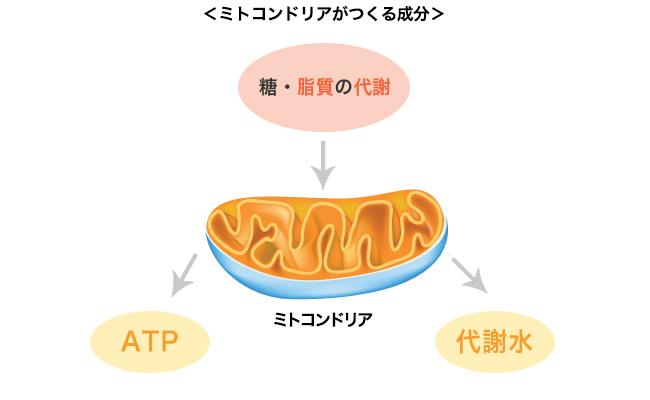 知らなかった！「ミトコンドリア」の老化防止＆ダイエット効果とその増やし方