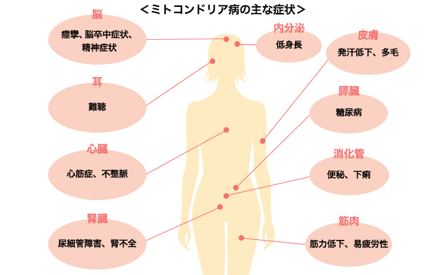 知らなかった！「ミトコンドリア」の老化防止＆ダイエット効果とその増やし方