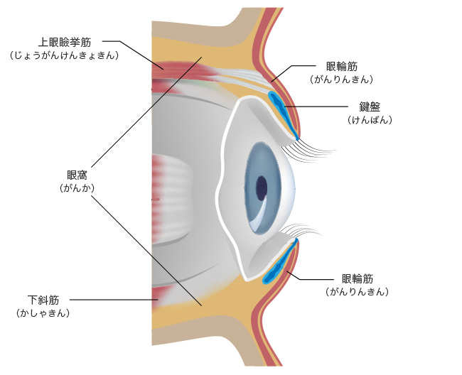 しわ、たるみ、くま。目元の肌トラブルを徹底ケアする方法