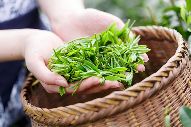 「お茶を食べる」健康法【前編】「ウーロン茶のゼリー」