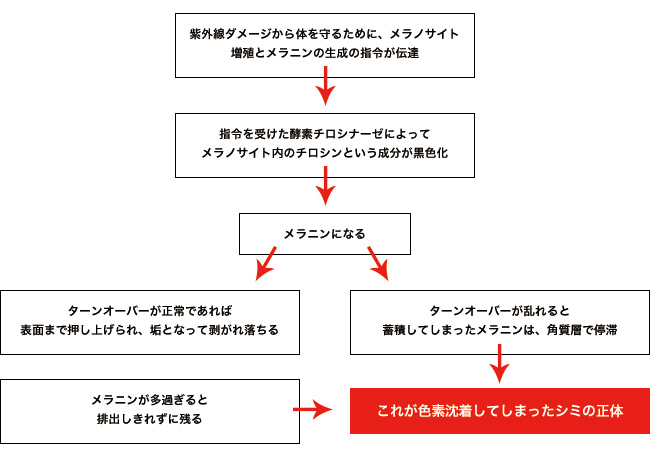 ホワイトケアの強い味方！ハイドロキノンの効果と作用とは？