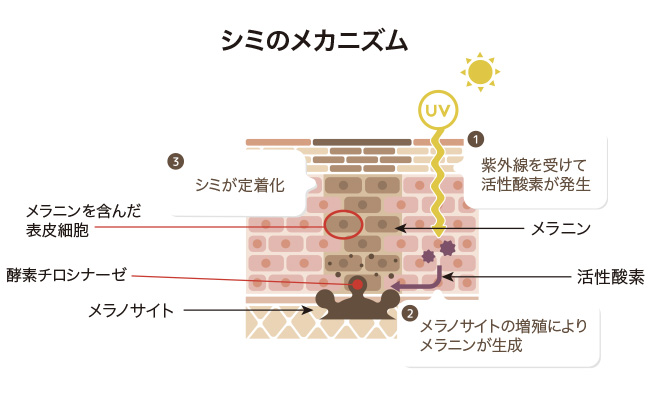 ホワイトケアの強い味方！ハイドロキノンの効果と作用とは？