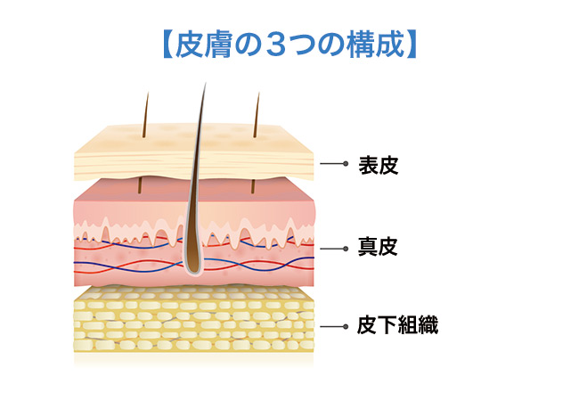 美肌のポイントはターンオーバー。肌は生まれ変わるからキレイになれる！