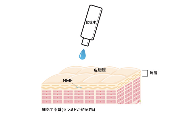 「化粧品の美容成分は浸透しない説」はYES or NO？