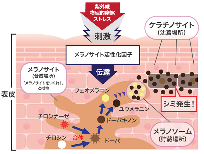 透明感ある肌を手に入れるには、正しい美白ケアが鍵! 