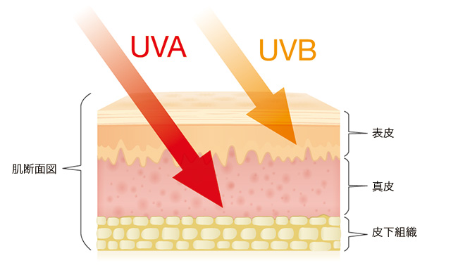 紫外線対策で一年中美肌キープ！生活習慣改善でUVケア