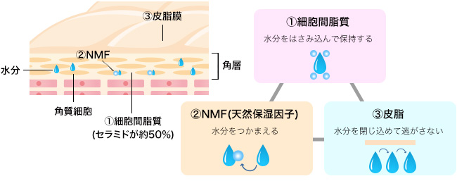 正しく保湿できていますか？肌タイプにあった保湿製品の選び方