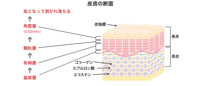 乾燥肌対策決定版!顔と体のケア方法から生活習慣まで