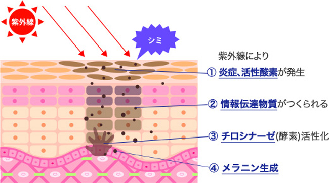 紫外線・シミ・くすみ対策を徹底解説！VOL.１インナービューティ編