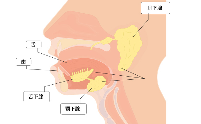 コロナ禍で唾液分泌量がダウン？ 今こそ高めたい「唾液力」