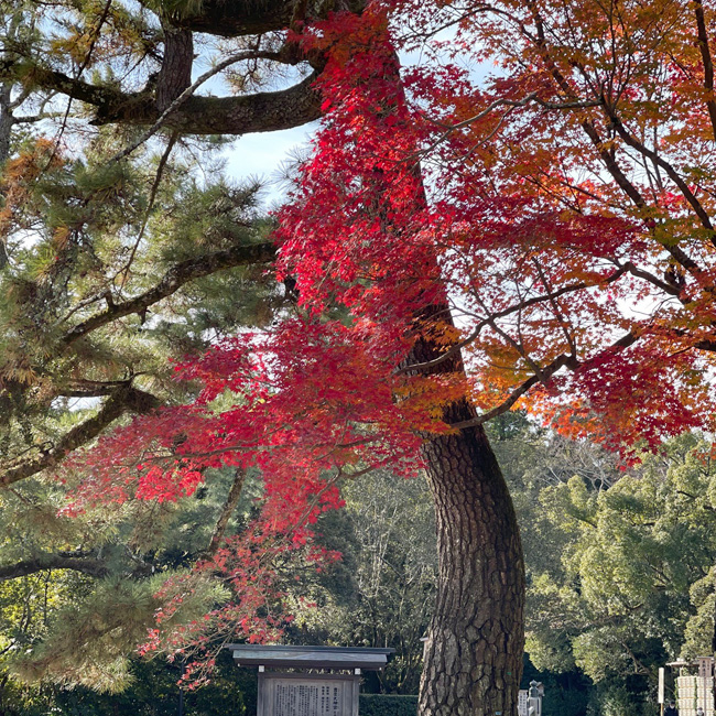 玄関口の手前右側にあるもみじが紅葉していてとてもきれい！