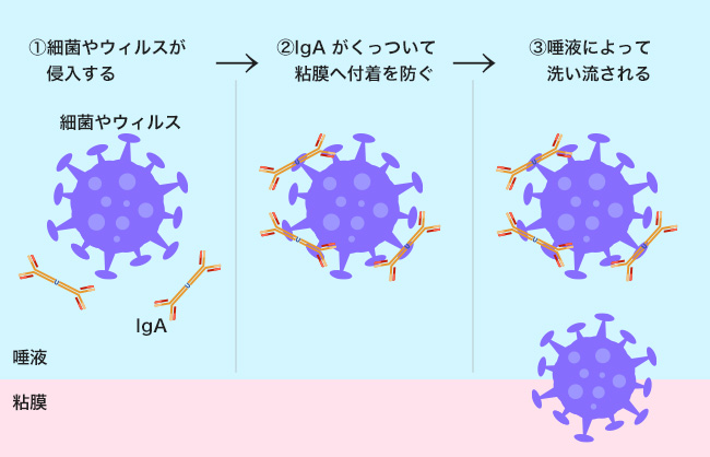 レッツ、口腔ケア！感染予防対策の歯磨き＆舌磨き