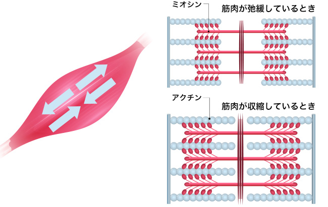 「サルコメア」体の柔軟性の鍵！動ける体、トラブル知らずの肌へ