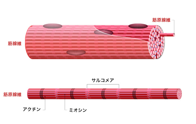 「サルコメア」体の柔軟性の鍵！動ける体、トラブル知らずの肌へ