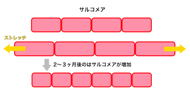 「サルコメア」体の柔軟性の鍵！動ける体、トラブル知らずの肌へ