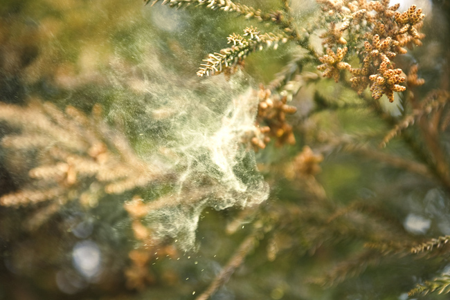 花粉対策はコレも！衣類以上に花粉が付く「髪の毛」