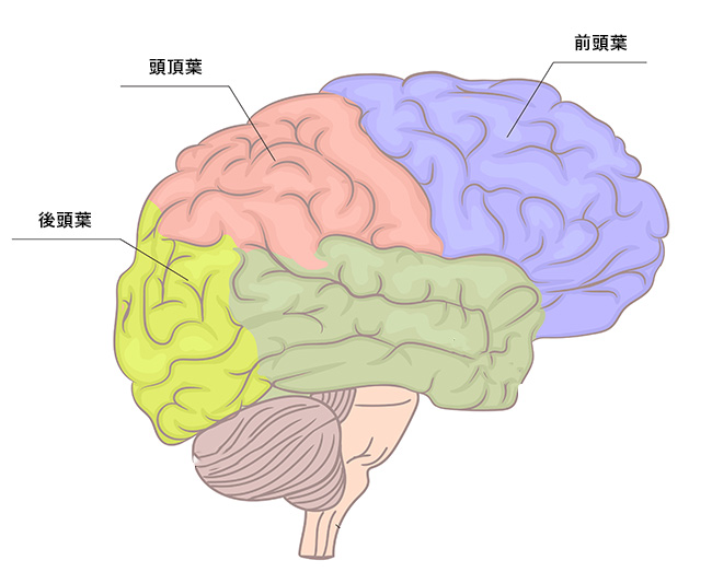 「肌」と「脳」切っても切れない、密接な関係