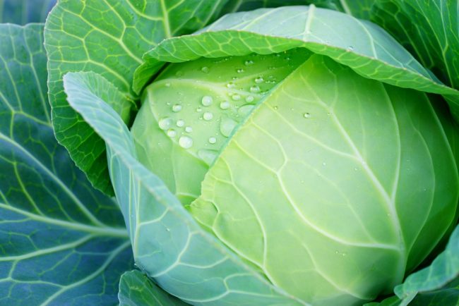 今、世界がキャベツに夢中。2026年、キャベツが主役
